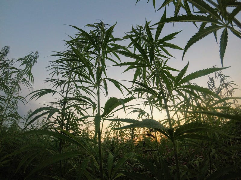 Hemp as nature's best alternative to mechanical trees