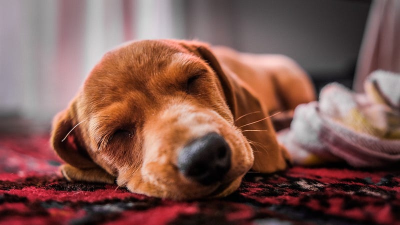 Dogs Listening to Sounds While Sleeping