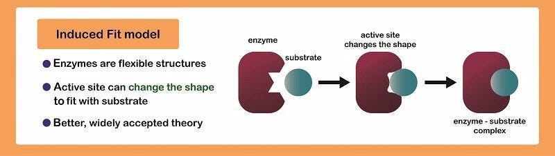 Diagram of histamine and antihistamine interaction