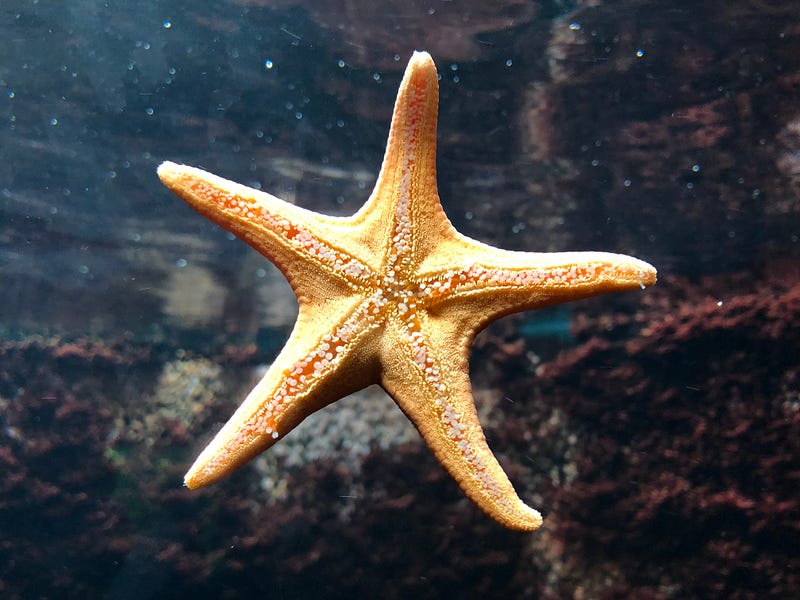 Starfish demonstrating unique movement and coordination