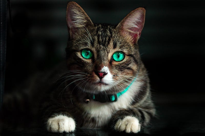 The reflective quality of cat eyes