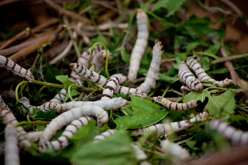 Silkworms feeding, illustrating the source of silk.