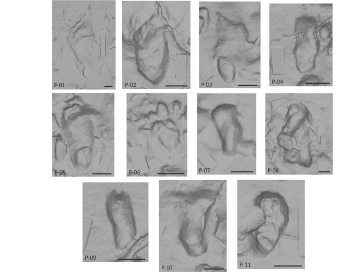 3D models of hominin tracks