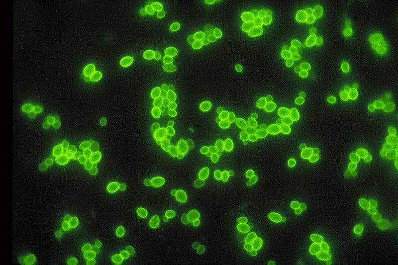 Changes in yeast population over time