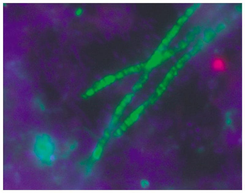 Acidobacteria, early photosynthetic organisms