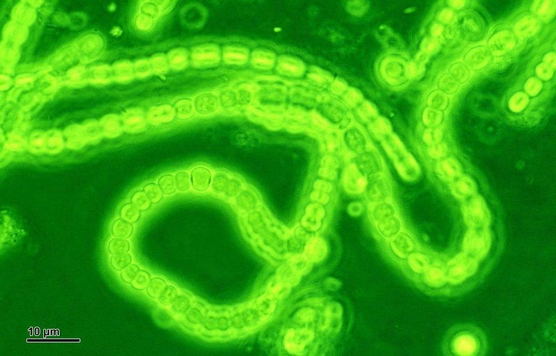 Cyanobacteria as early oxygen-producing organisms