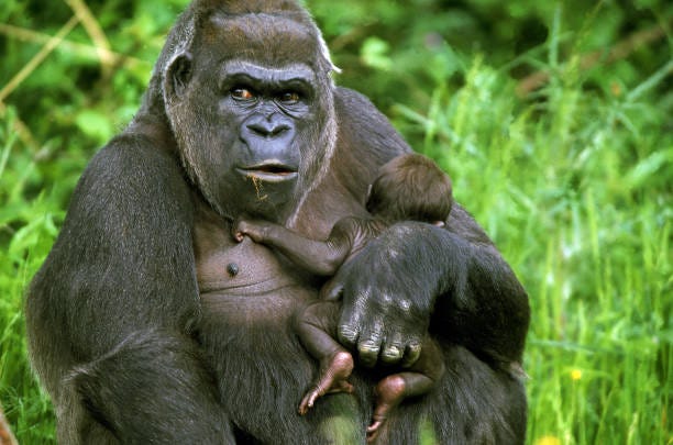 Eastern Lowland Gorilla