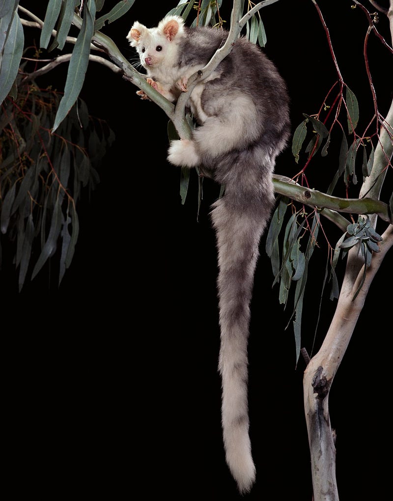 Greater Glider