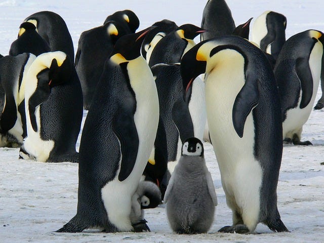 Emperor Penguin