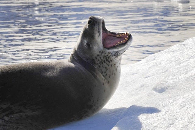 Leopard Seal