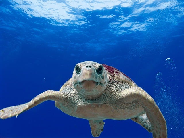 Loggerhead Sea Turtle