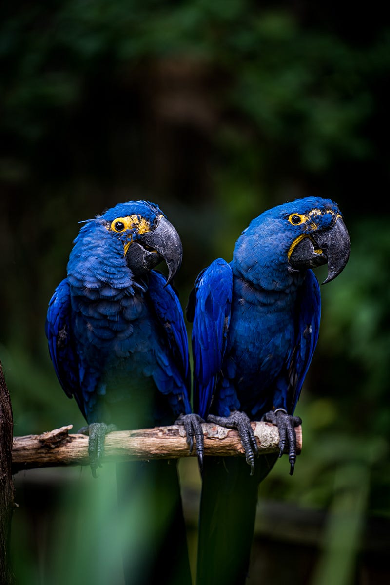 Hyacinth Macaw