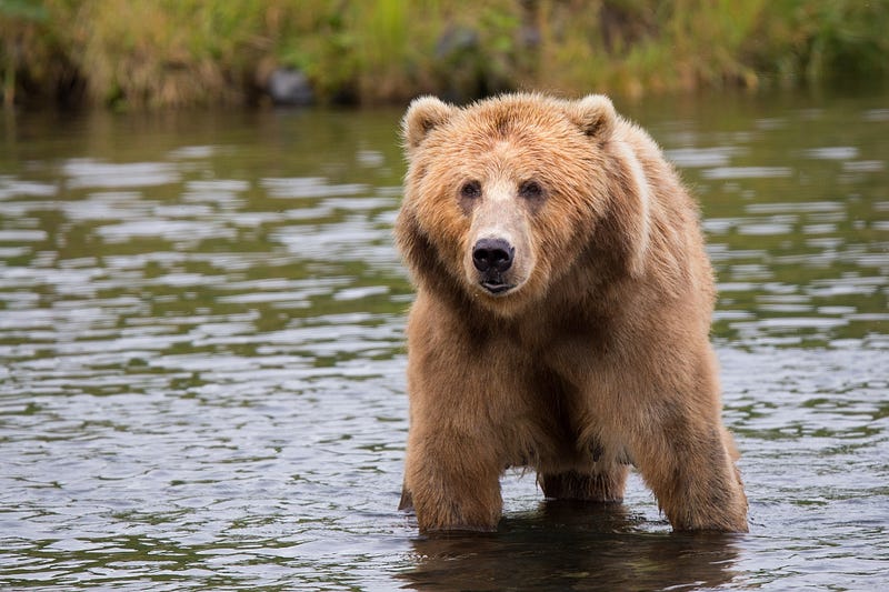 Brown Bear