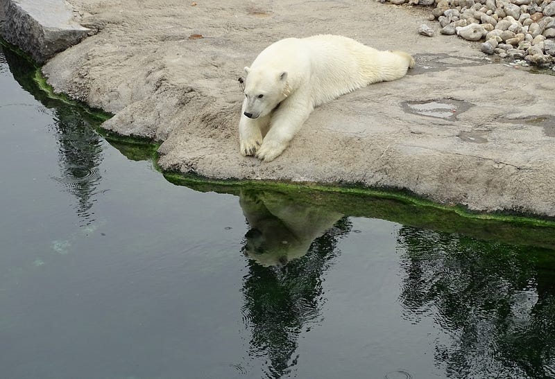 Polar Bear