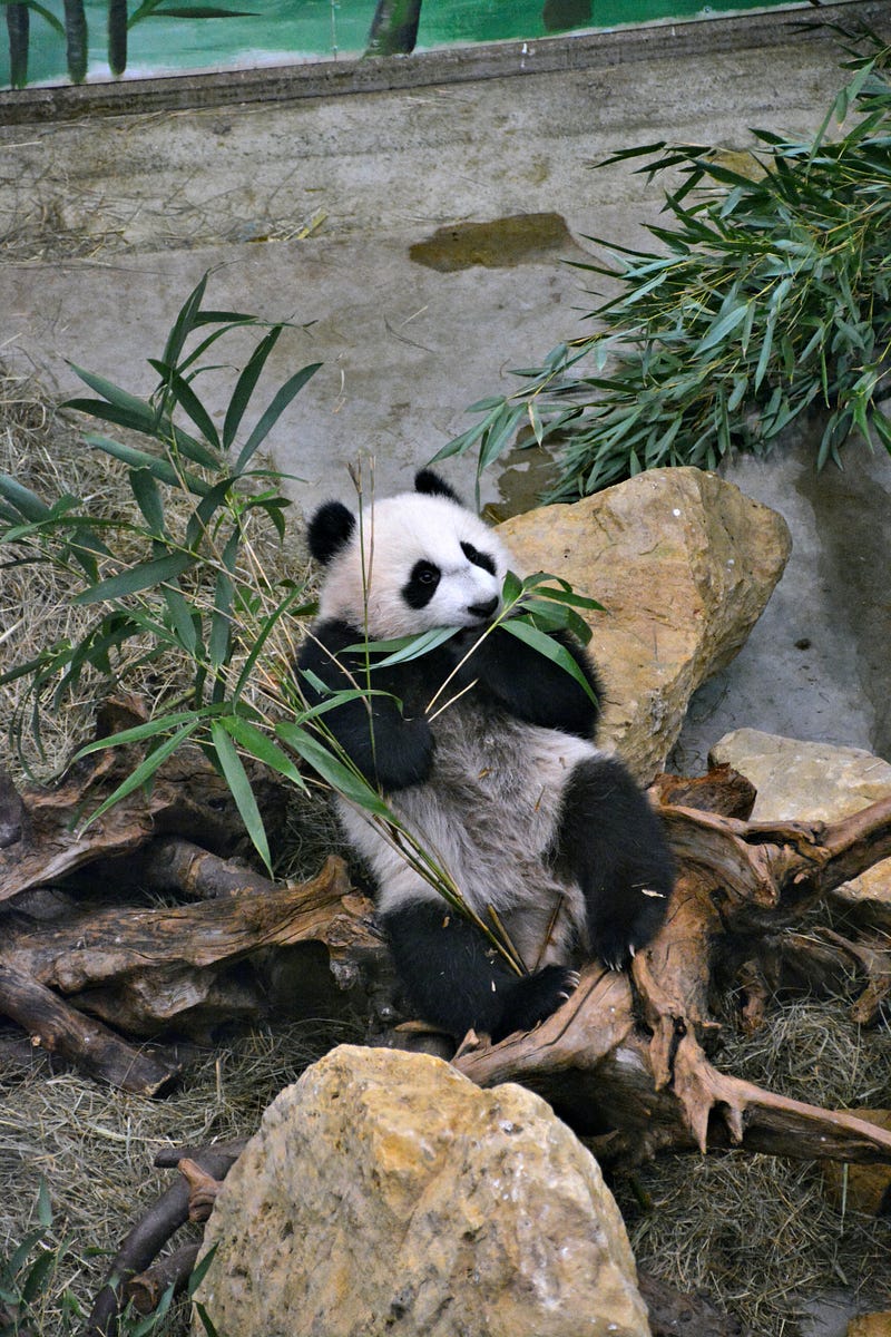 Giant Panda