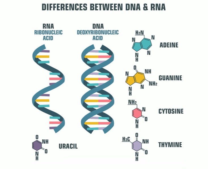 RNA and DNA comparison diagram.