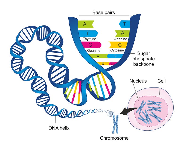 DNA organized into chromosomes.