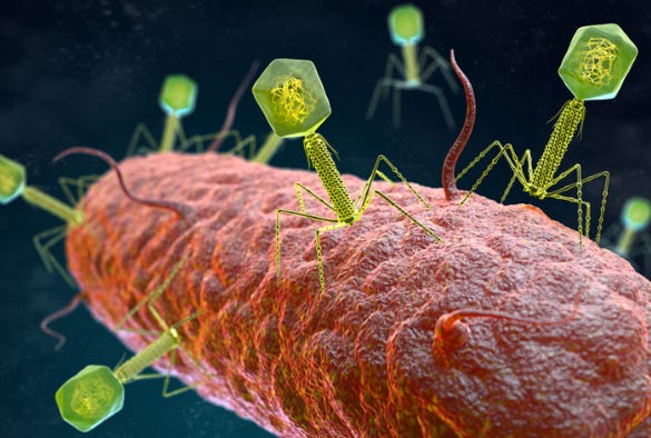 Illustration of bacteriophages infecting bacterial cells.