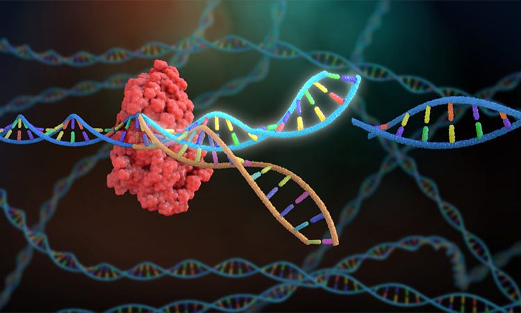 Representation of Cas9 protein in action.