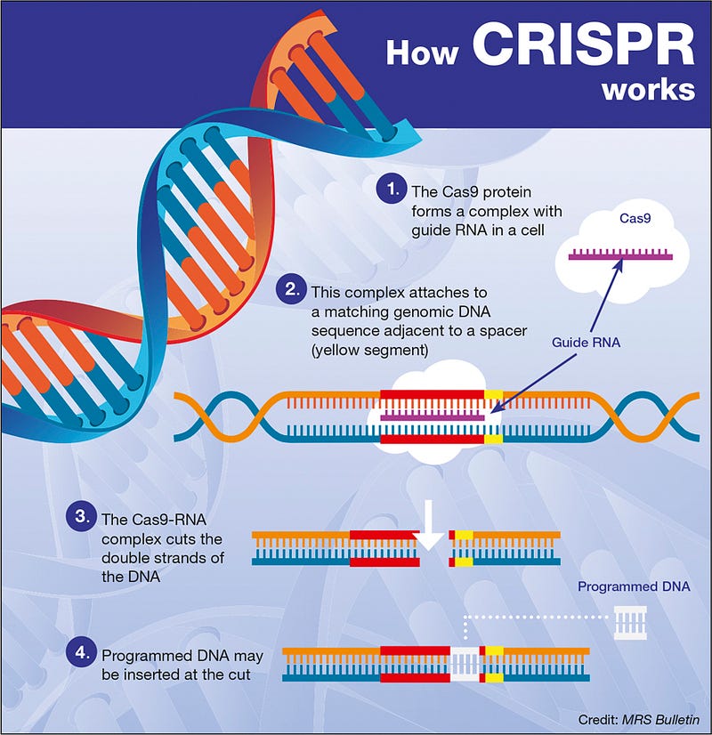 Diagram explaining the CRISPR-Cas9 gene editing process.