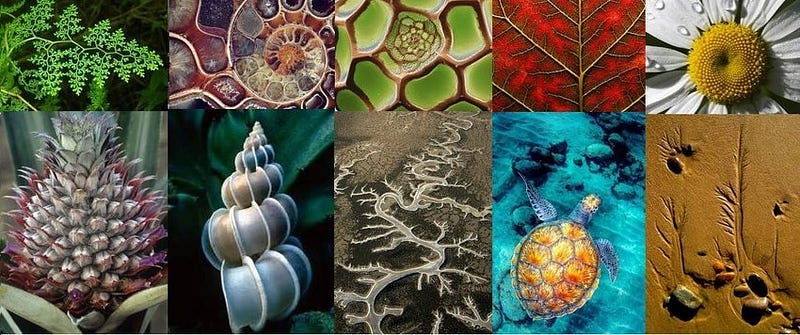 The Evolution of Fractal Geometry