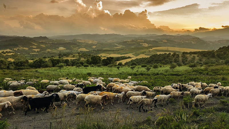 Happy sheep symbolizing herd immunity