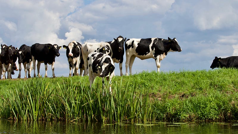 More happy cows representing herd immunity